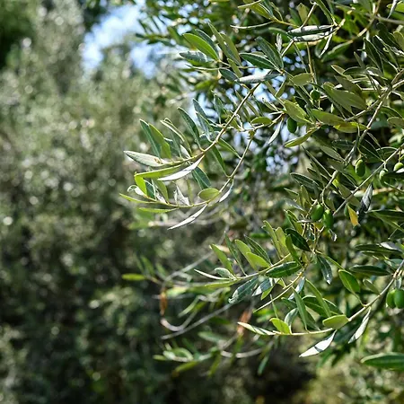 Torrette Etrusche Capalbio